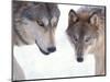 Gray Wolf in Foothills of the Takshanuk Mountains, Alaska, USA-Steve Kazlowski-Mounted Photographic Print