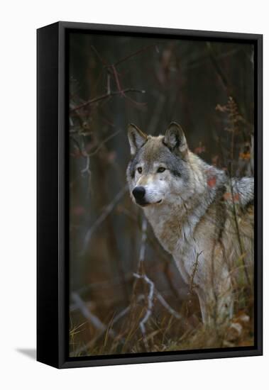 Gray Wolf in Meadow-DLILLC-Framed Stretched Canvas