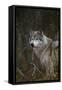 Gray Wolf in Meadow-DLILLC-Framed Stretched Canvas