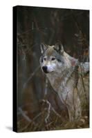 Gray Wolf in Meadow-DLILLC-Stretched Canvas