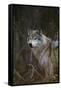 Gray Wolf in Meadow-DLILLC-Framed Stretched Canvas