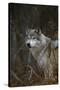 Gray Wolf in Meadow-DLILLC-Stretched Canvas