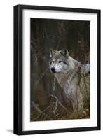 Gray Wolf in Meadow-DLILLC-Framed Premium Photographic Print