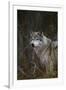 Gray Wolf in Meadow-DLILLC-Framed Premium Photographic Print