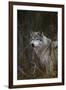 Gray Wolf in Meadow-DLILLC-Framed Premium Photographic Print