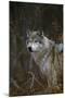 Gray Wolf in Meadow-DLILLC-Mounted Premium Photographic Print