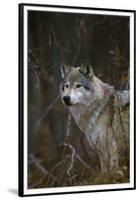 Gray Wolf in Meadow-DLILLC-Framed Premium Photographic Print