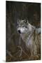 Gray Wolf in Meadow-DLILLC-Mounted Premium Photographic Print