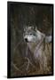 Gray Wolf in Meadow-DLILLC-Framed Premium Photographic Print