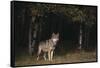 Gray Wolf in Meadow-DLILLC-Framed Stretched Canvas