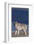 Gray Wolf in Meadow-DLILLC-Framed Photographic Print