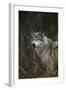 Gray Wolf in Meadow-DLILLC-Framed Photographic Print