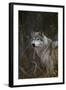 Gray Wolf in Meadow-DLILLC-Framed Photographic Print