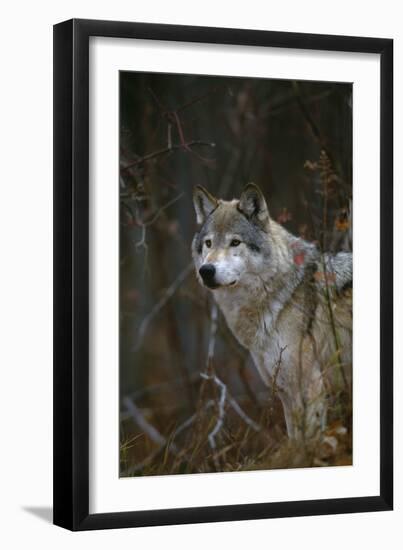 Gray Wolf in Meadow-DLILLC-Framed Photographic Print