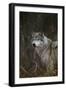 Gray Wolf in Meadow-DLILLC-Framed Photographic Print