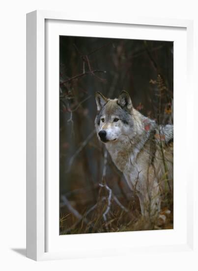 Gray Wolf in Meadow-DLILLC-Framed Photographic Print