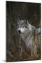 Gray Wolf in Meadow-DLILLC-Mounted Photographic Print