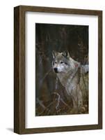 Gray Wolf in Meadow-DLILLC-Framed Photographic Print