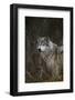 Gray Wolf in Meadow-DLILLC-Framed Photographic Print