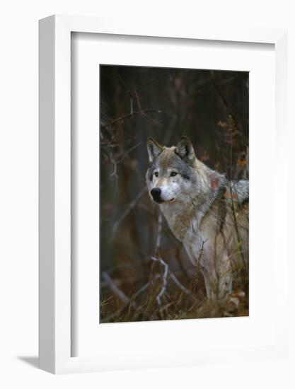 Gray Wolf in Meadow-DLILLC-Framed Photographic Print