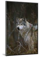 Gray Wolf in Meadow-DLILLC-Mounted Photographic Print