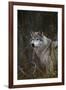 Gray Wolf in Meadow-DLILLC-Framed Photographic Print