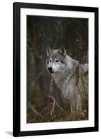 Gray Wolf in Meadow-DLILLC-Framed Photographic Print