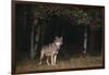 Gray Wolf in Meadow-DLILLC-Framed Photographic Print