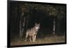 Gray Wolf in Meadow-DLILLC-Framed Photographic Print