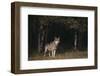 Gray Wolf in Meadow-DLILLC-Framed Photographic Print