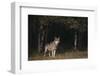 Gray Wolf in Meadow-DLILLC-Framed Photographic Print