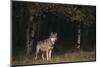 Gray Wolf in Meadow-DLILLC-Mounted Photographic Print