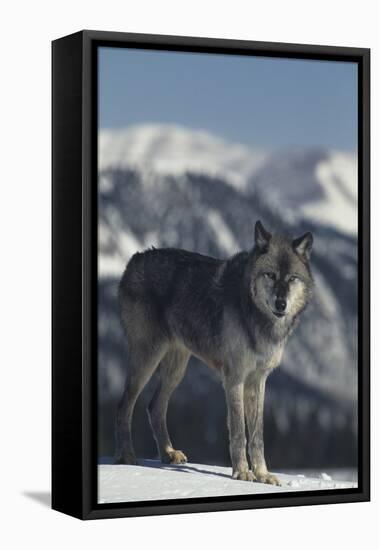 Gray Wolf in Snow-DLILLC-Framed Stretched Canvas