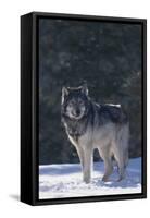 Gray Wolf in Snow-DLILLC-Framed Stretched Canvas