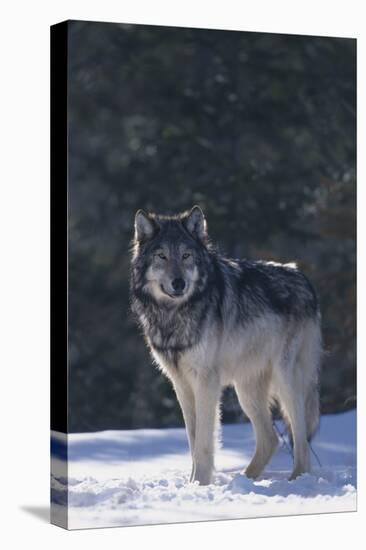 Gray Wolf in Snow-DLILLC-Stretched Canvas