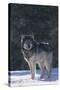 Gray Wolf in Snow-DLILLC-Stretched Canvas