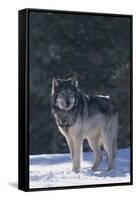 Gray Wolf in Snow-DLILLC-Framed Stretched Canvas