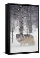 Gray Wolf in Snow-DLILLC-Framed Stretched Canvas