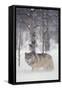 Gray Wolf in Snow-DLILLC-Framed Stretched Canvas