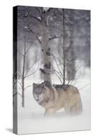 Gray Wolf in Snow-DLILLC-Stretched Canvas