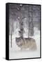 Gray Wolf in Snow-DLILLC-Framed Stretched Canvas