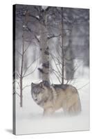 Gray Wolf in Snow-DLILLC-Stretched Canvas