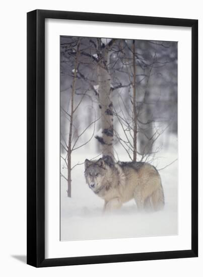 Gray Wolf in Snow-DLILLC-Framed Premium Photographic Print