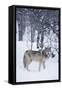 Gray Wolf in Snow-DLILLC-Framed Stretched Canvas