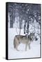 Gray Wolf in Snow-DLILLC-Framed Stretched Canvas