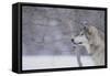 Gray Wolf in Snow-DLILLC-Framed Stretched Canvas