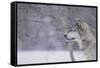 Gray Wolf in Snow-DLILLC-Framed Stretched Canvas