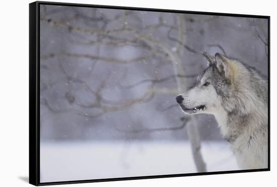 Gray Wolf in Snow-DLILLC-Framed Stretched Canvas