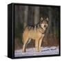 Gray Wolf in Snow-DLILLC-Framed Stretched Canvas