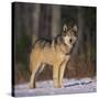 Gray Wolf in Snow-DLILLC-Stretched Canvas